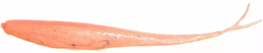 Tackle World Mackay BERKLEY GULP JERK SHAD LURES 22 Tackle World Mackay BERKLEY GULP JERK SHAD LURES - Image 20