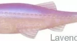 Tackle World Mackay BIWAA KAPSIZ SWIMMER LURES -Cheap Reels Store lavender